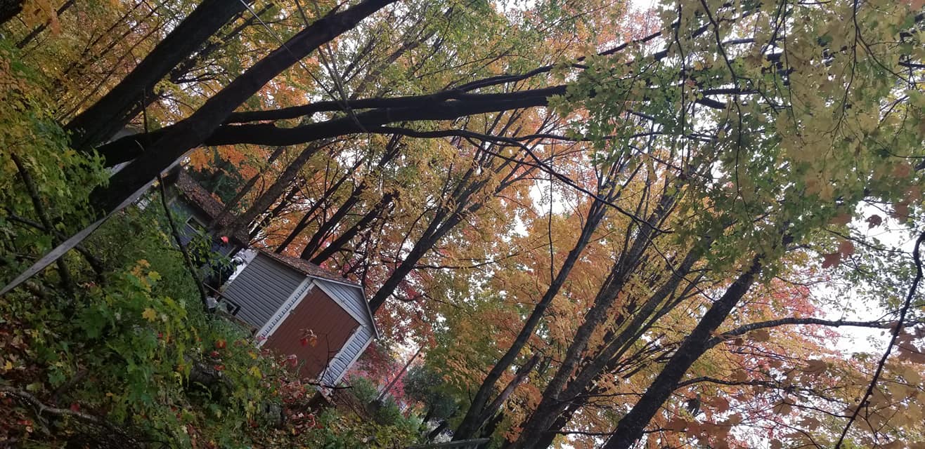 Un cabanon se trouve au milieu d une forêt entourée d arbres.
