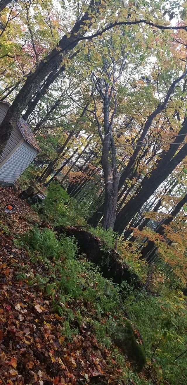 Une forêt avec beaucoup d arbres et de feuilles au sol.