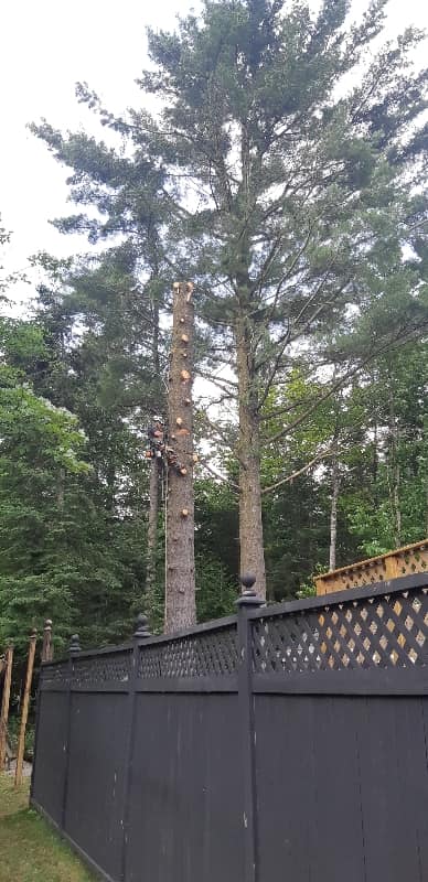 Une personne grimpe à un arbre à côté d’une clôture noire.