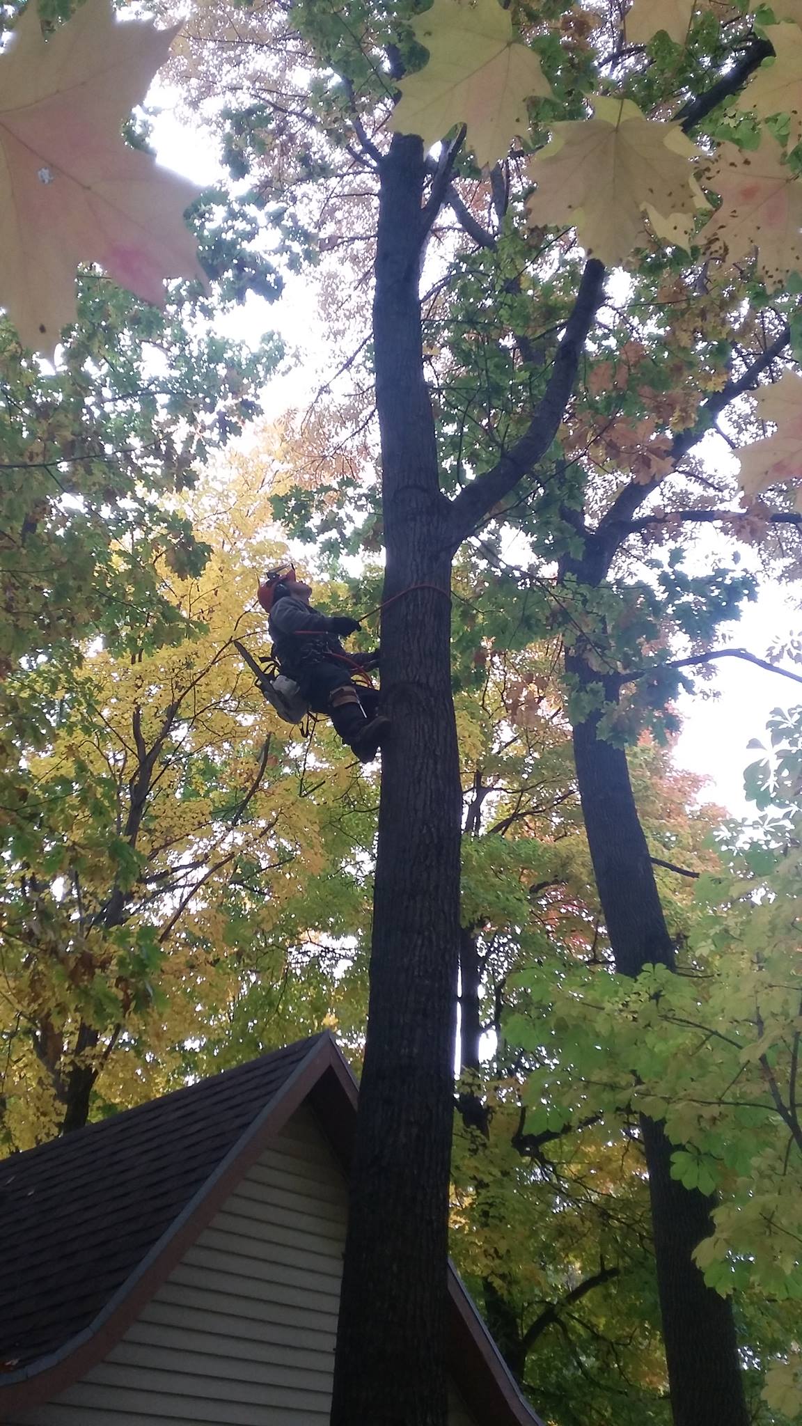 Un homme grimpe à un arbre à côté d’une maison.