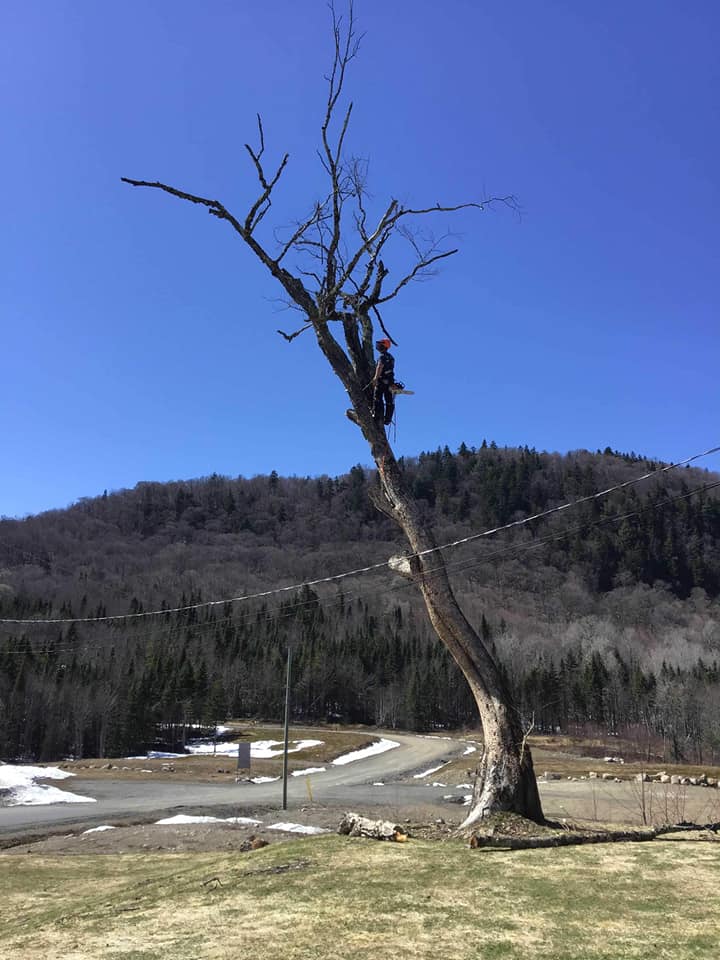 Un homme grimpe à un arbre avec une tronçonneuse.