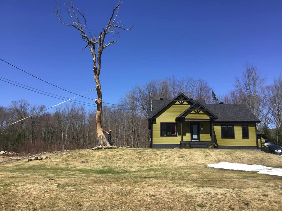 Une maison jaune avec un arbre devant.