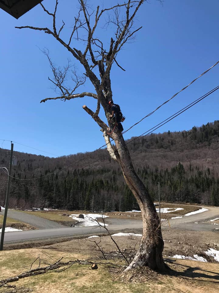 Un homme grimpe à un arbre avec une tronçonneuse.